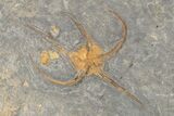 Wide Plate Of Starfish & Brittle Star Fossils - Great Preservation #225765-3